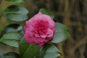 Camellia japonica Mayayoshi             
